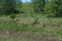 Paeonia lactiflora