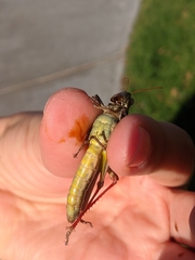 Melanoplus yarrowii
