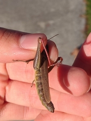 Melanoplus yarrowii