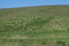 Paeonia lactiflora