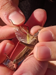Melanoplus yarrowii