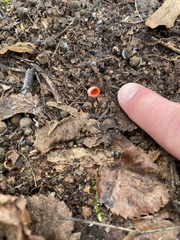 Sarcoscypha austriaca