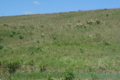 Paeonia lactiflora