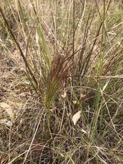 Aristida behriana