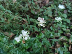 Parnassia foliosa