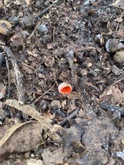 Sarcoscypha austriaca