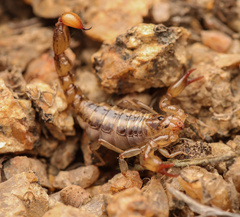 Superstitionia donensis