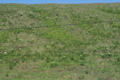 Paeonia lactiflora