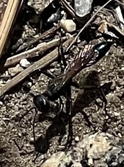 Eremnophila