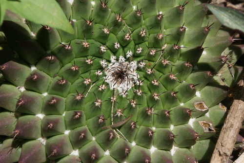 Mammillaria mystax