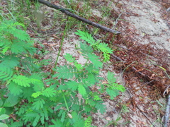 Desmanthus illinoensis
