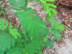 Desmanthus illinoensis