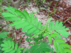 Desmanthus illinoensis