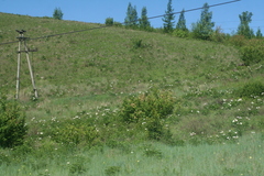 Paeonia lactiflora