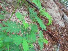 Desmanthus illinoensis