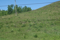 Paeonia lactiflora
