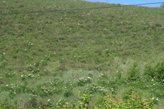 Paeonia lactiflora