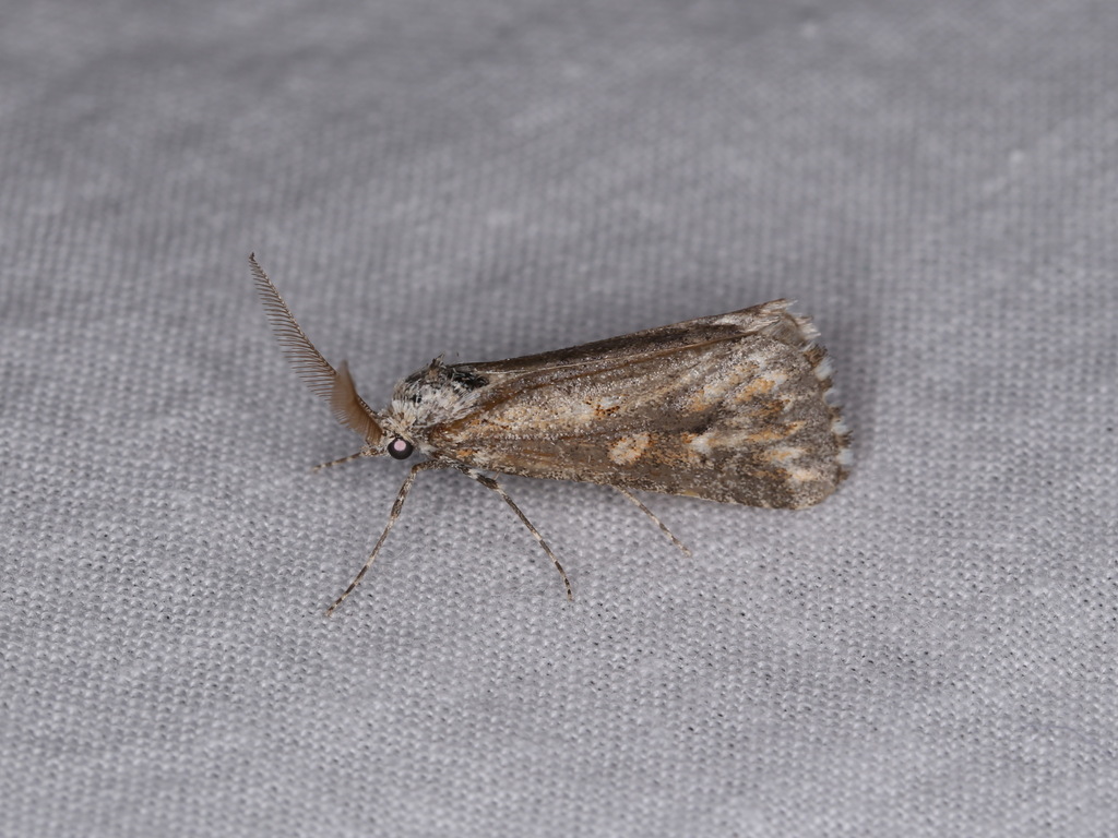 Eremochroa paradesma