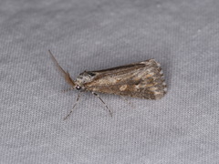 Eremochroa paradesma