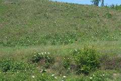 Paeonia lactiflora