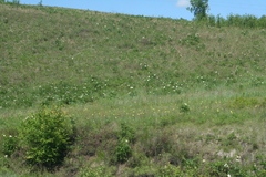 Paeonia lactiflora