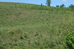 Paeonia lactiflora