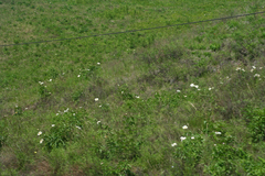 Paeonia lactiflora