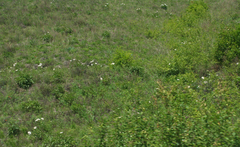 Paeonia lactiflora