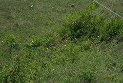 Paeonia lactiflora
