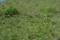 Paeonia lactiflora