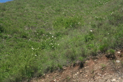 Paeonia lactiflora