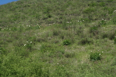 Paeonia lactiflora