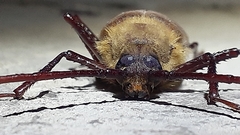 Erioderus