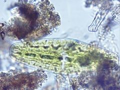 Netrium digitus