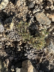 Astragalus kentrophyta