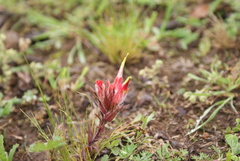 Castilleja moranensis