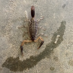 Uroplectes occidentalis