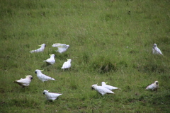 Cacatua galerita galerita