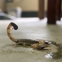 Uroplectes occidentalis