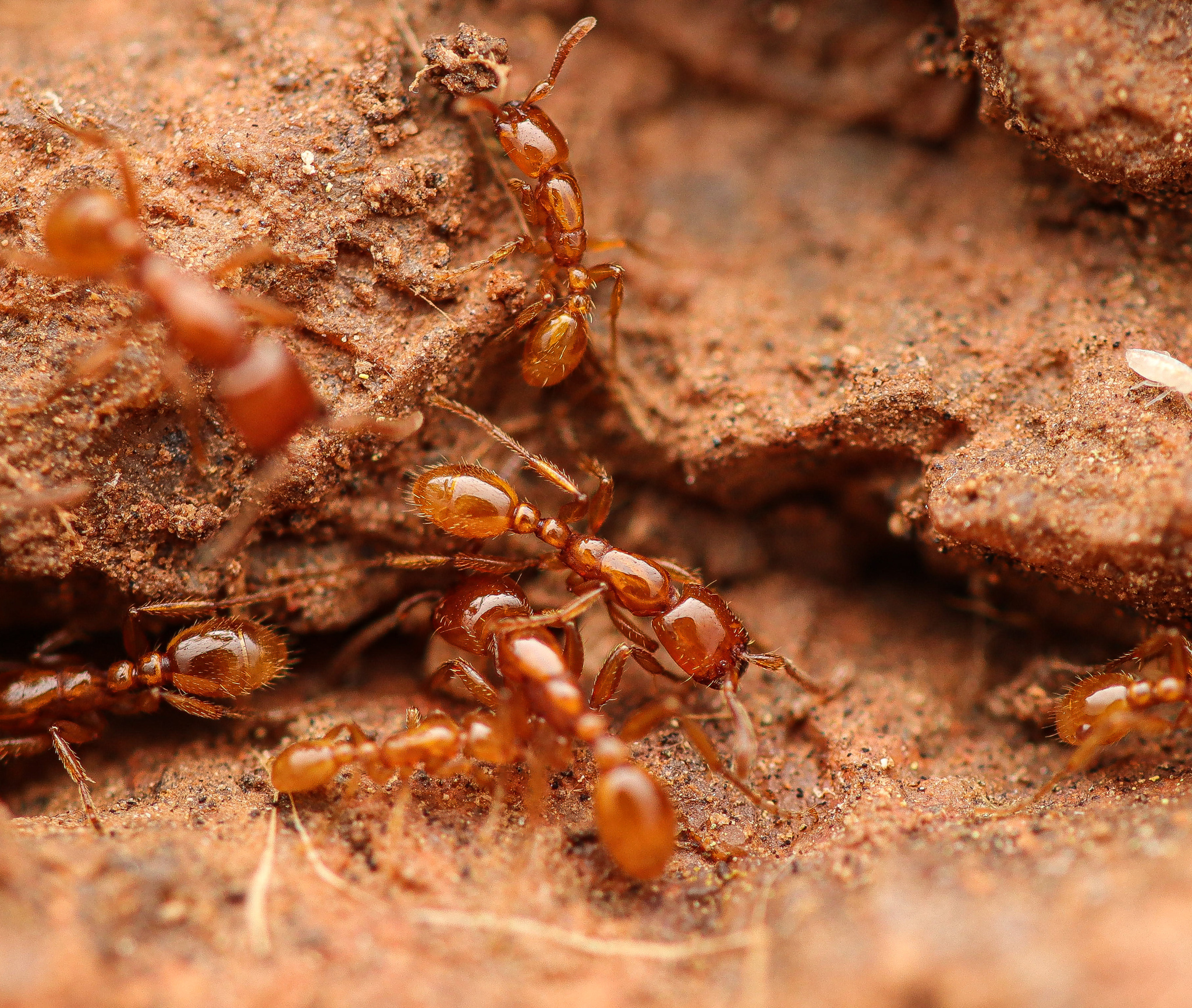Neivamyrmex agilis