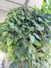 Erythropalum scandens