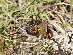 Trapezites phigalioides