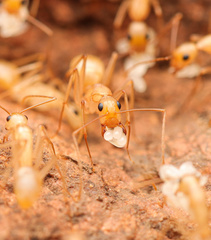 Camponotus festinatus