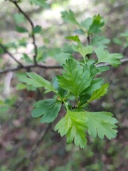 Crataegus monogyna