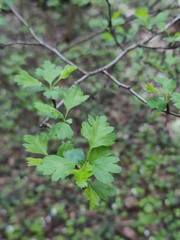 Crataegus monogyna