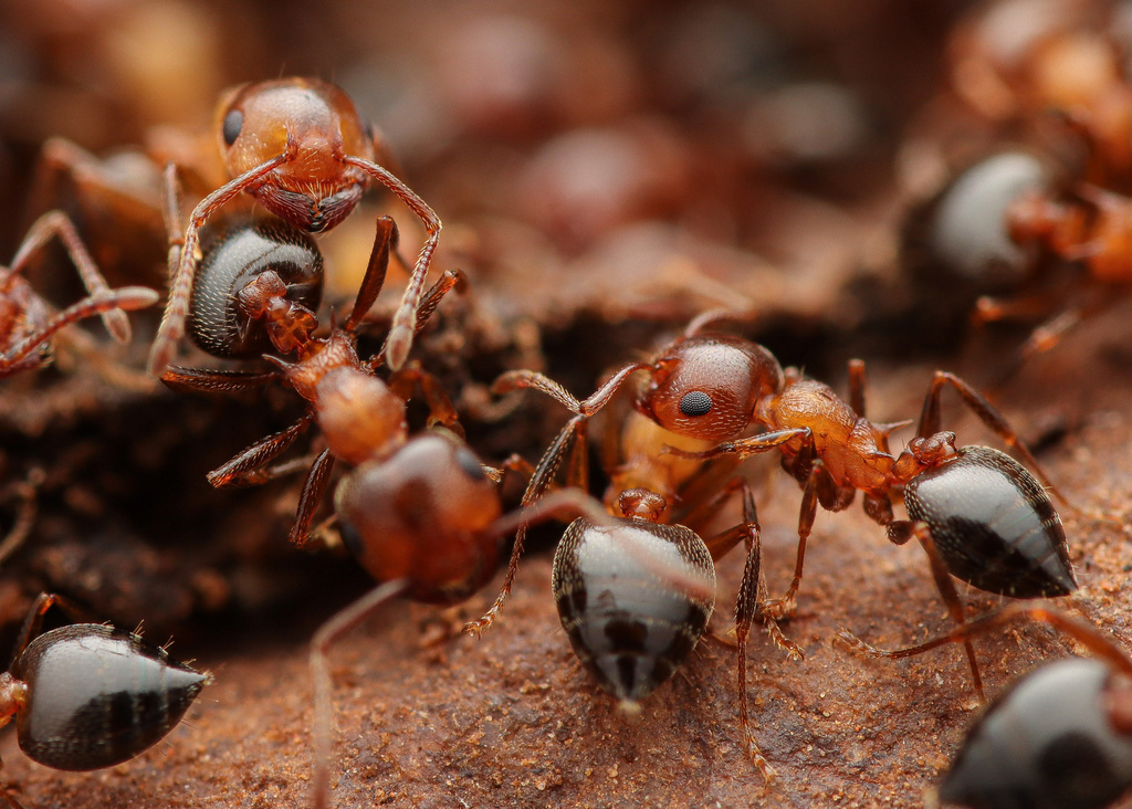 Crematogaster opuntiae