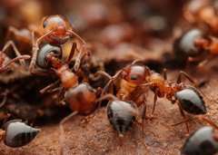 Crematogaster opuntiae