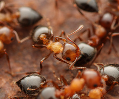 Crematogaster opuntiae