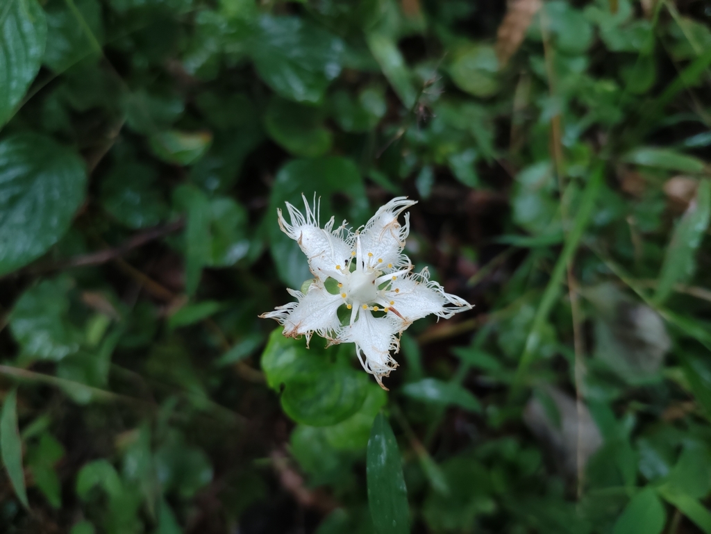 Parnassia foliosa