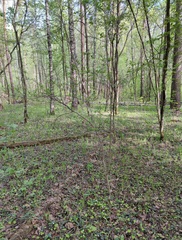 Crataegus monogyna